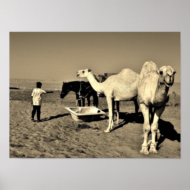 Poster Feliz Camel (Frente)