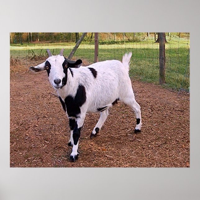 Póster Feliz Goat (Frente)