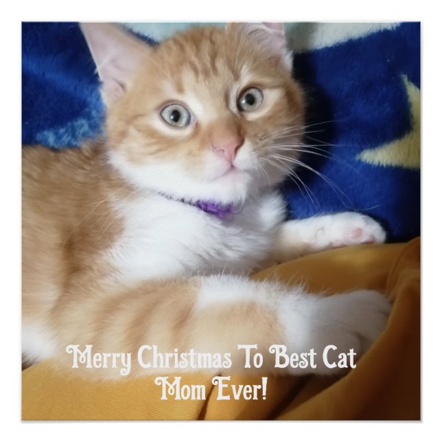 Póster Feliz Natal Para a Melhor Mãe de Gato de Todos os  (Frente)