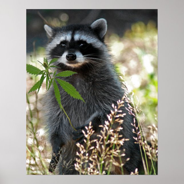 PÓSTER FELIZ RACCOON (Frente)