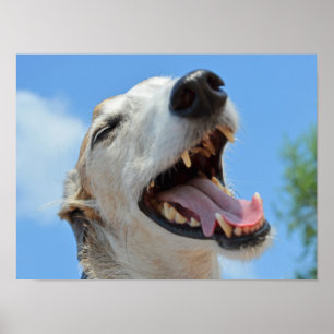 Poster Feliz, Sorrindo Rosto De Greyhound Fechado