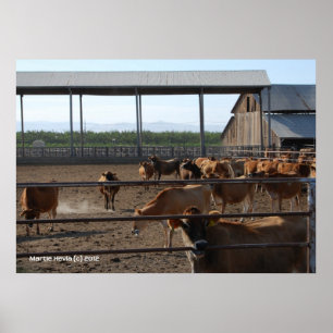 Poster Feliz Vacas da Califórnia