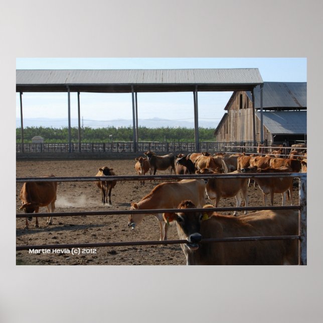 Poster Feliz Vacas da Califórnia (Frente)