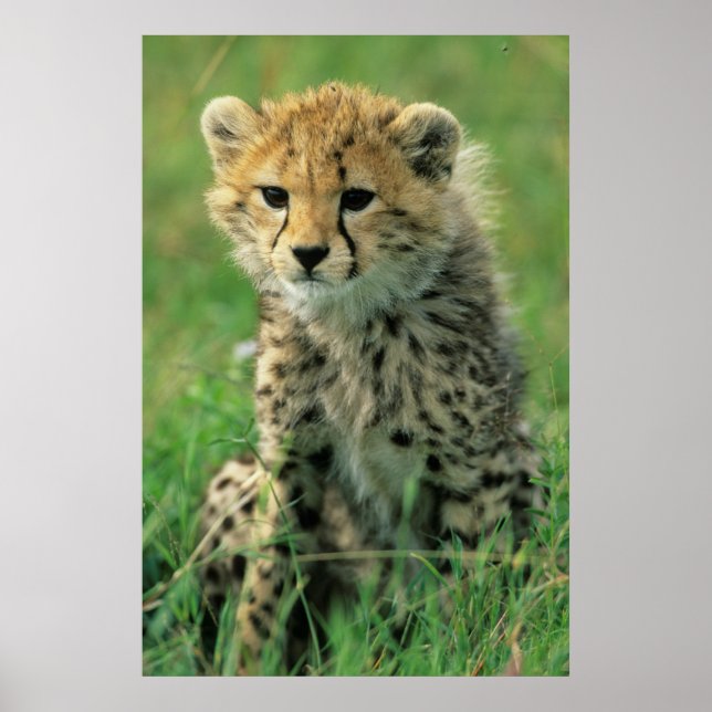 Poster Felpudo Cheetah Cub (Frente)