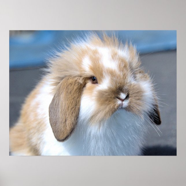Poster Felpudo Holland Mini Dwarf Lop Bunny Rabbit (Frente)