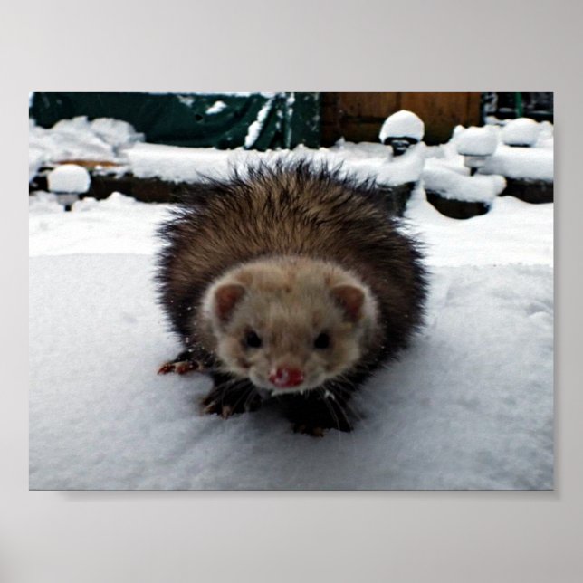 PÓSTER FELPUDO O EXCELENTE (Frente)