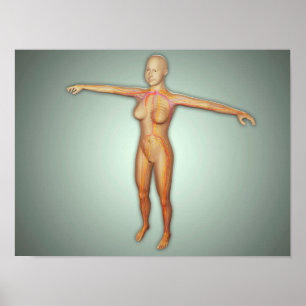 Poster Female Arteries, Veins, & Nervous System
