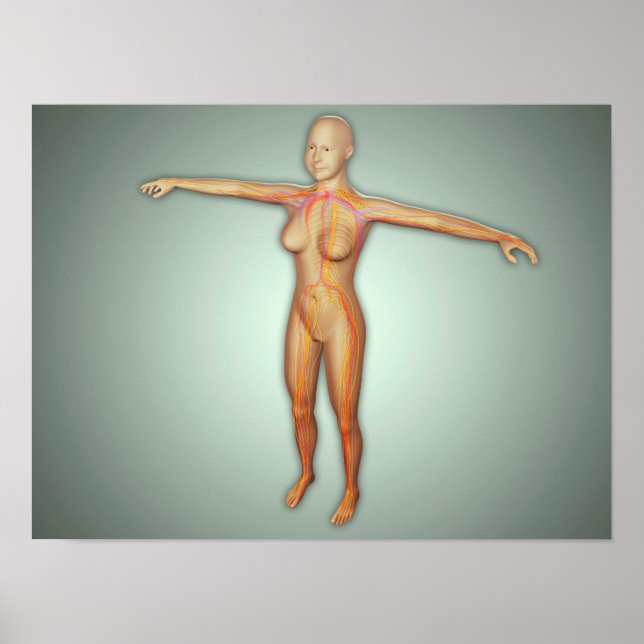 Poster Female Arteries, Veins, & Nervous System (Frente)