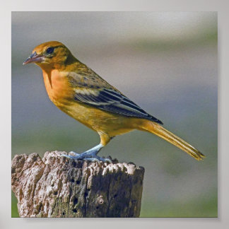 Poster Female Baltimore Oriole