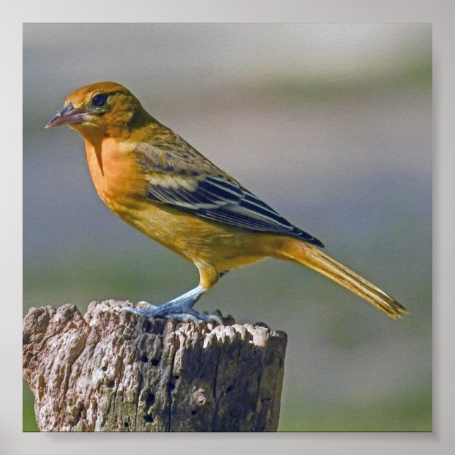 Poster Female Baltimore Oriole (Frente)