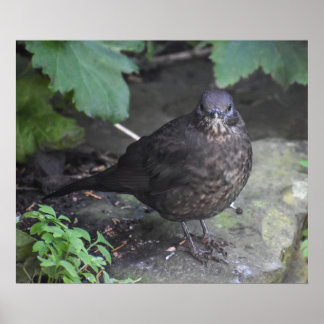 Poster Female Blackbird