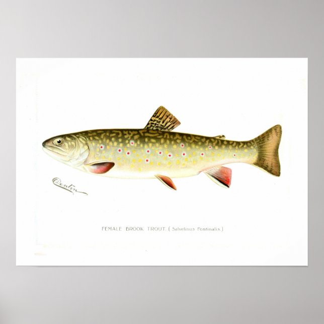 Póster Female Brook Trout (Frente)