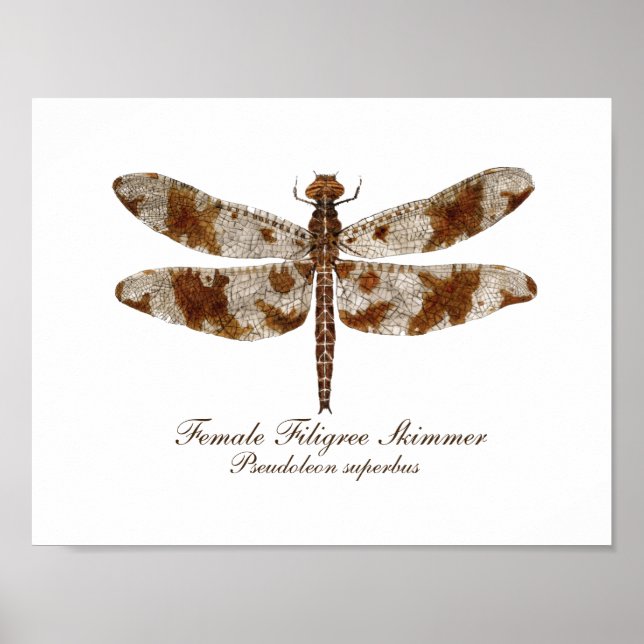 Poster Female Filigree Skimmer daronfly (Frente)