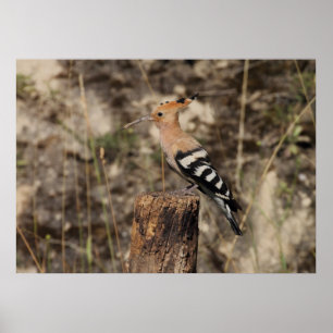Poster Female Hoopoe On Trunk