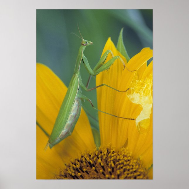 Poster Female praying mantis with egg sac on (Frente)
