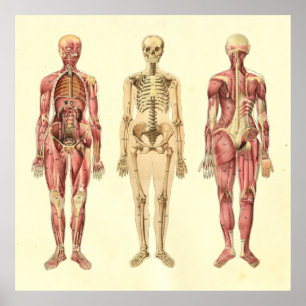 Poster fêmea da anatomia do músculo & do esquele