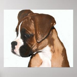 Poster fêmea do filhote de cachorro do pugilista