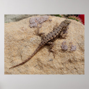 Poster Fence Lizard Ocidental