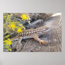 Fence Lizard Ocidental