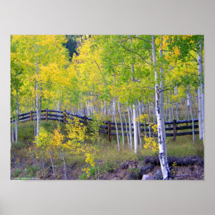 Póster Fence with Aspens