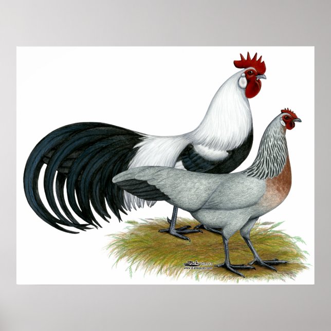 Poster Fênix: Par De Pata De Prata (Frente)