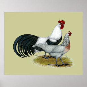 Póster Fênix: Par De Pata De Prata