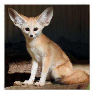 Póster Fennec Fox