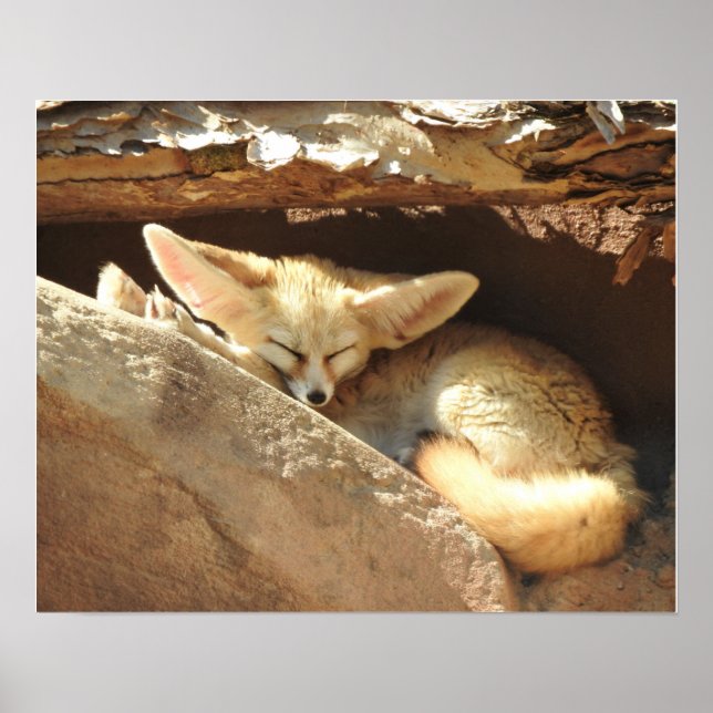 Poster Fennec Fox (Frente)