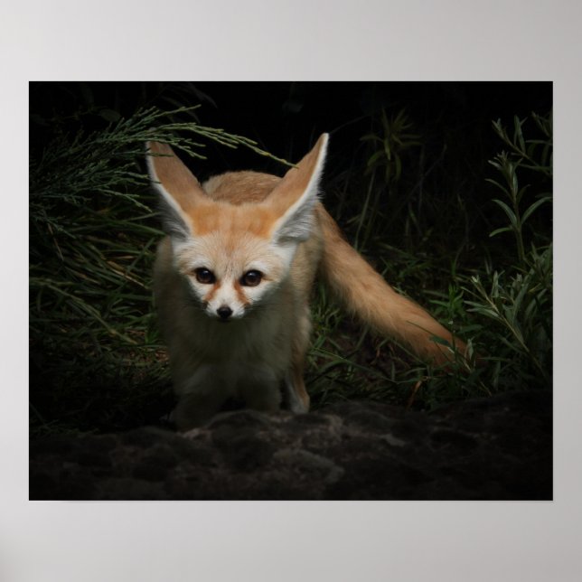 Poster Fennec Fox (Frente)