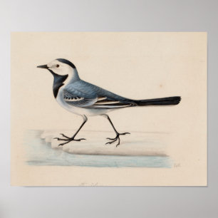 Poster Ferdinand von Wright - White Wagtail