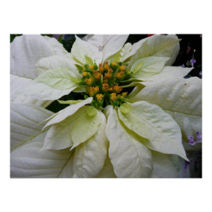 Póster Feriado de Natal Elegante de Poinsettia Branca