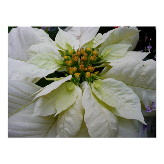 Póster Feriado de Natal Elegante de Poinsettia Branca (Frente)