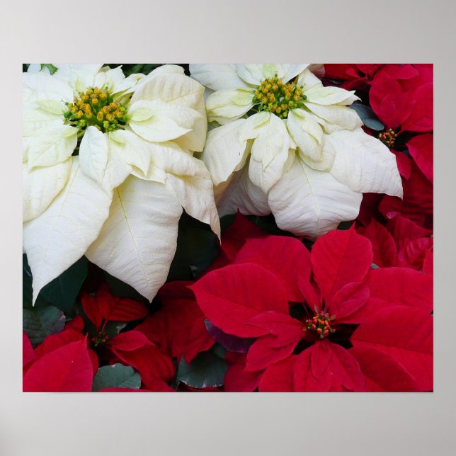 Póster Férias de Natal White e Red Poinsettias II (Frente)