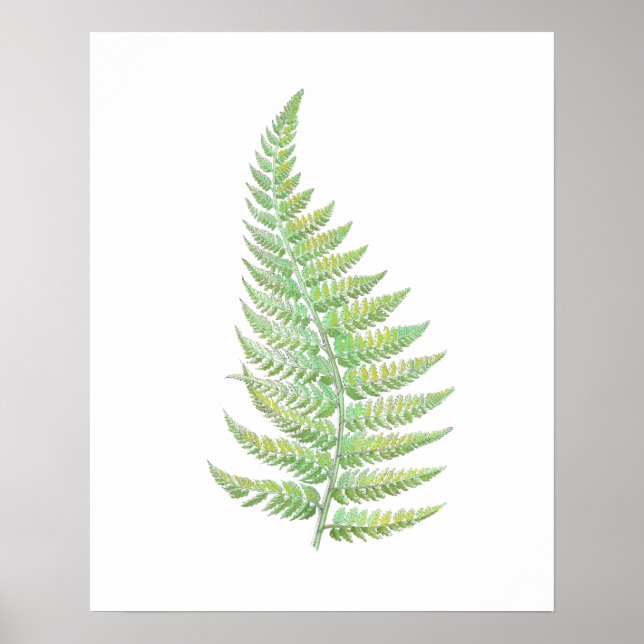 Poster Fern (Frente)