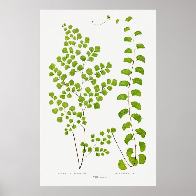 Poster Fern (Frente)