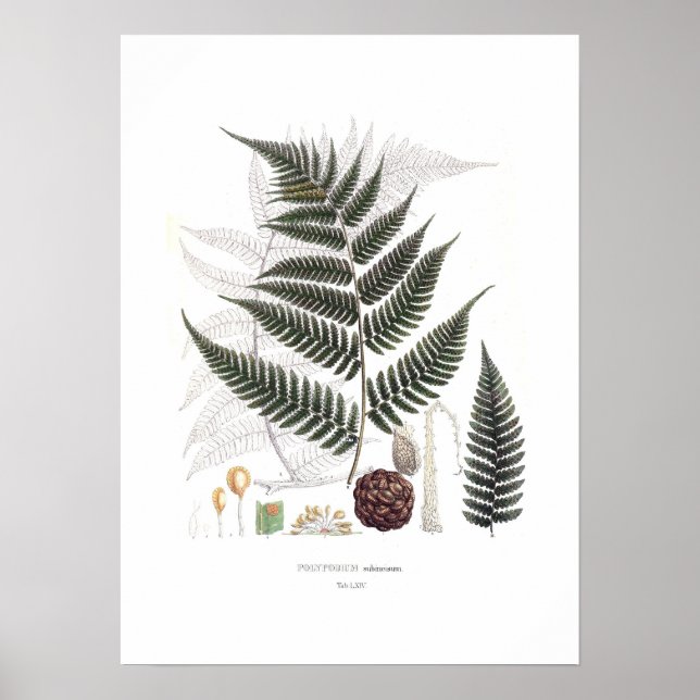 Poster Fern (Frente)