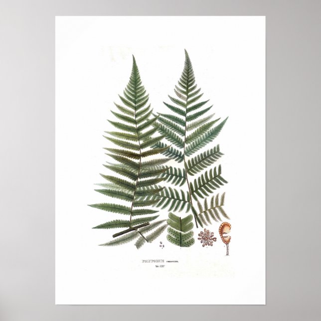 Poster Fern (Frente)