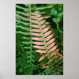 PÓSTER FERN 1