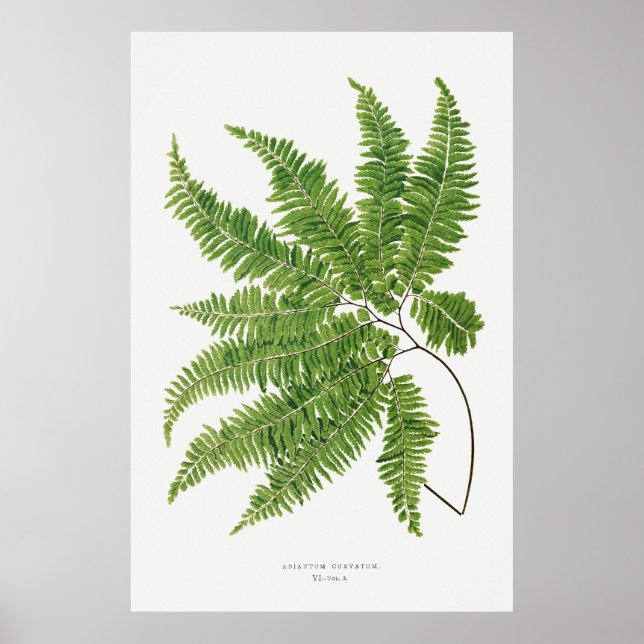 Poster Fern 2 (Frente)