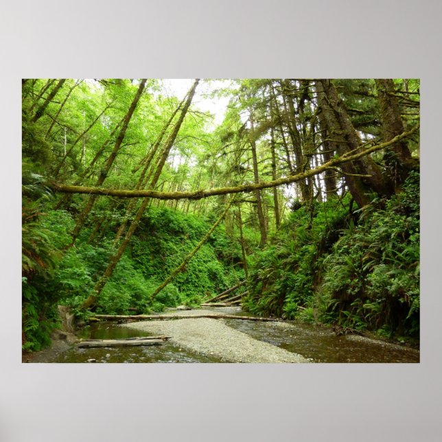 Póster Fern Canyon I no Parque Nacional Redwood (Frente)
