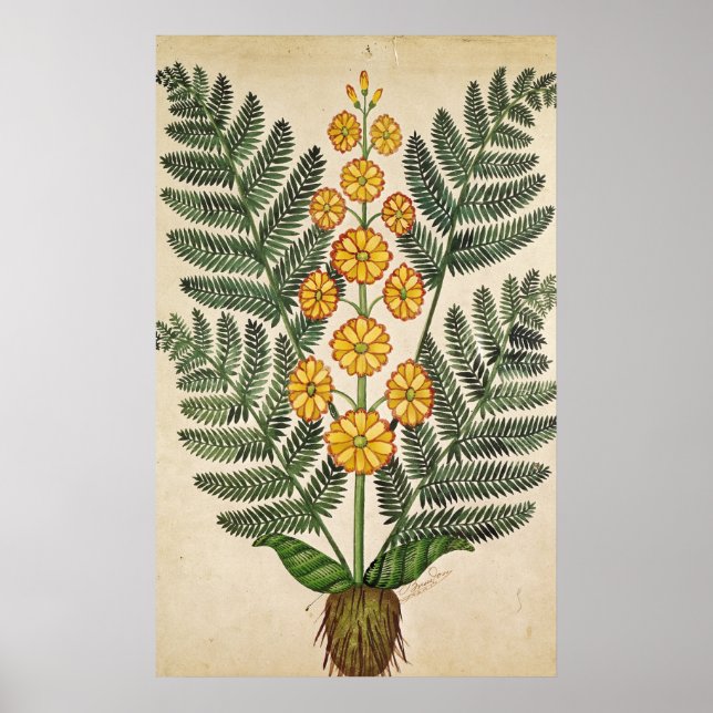 Póster Fern com flores amarelas (Frente)
