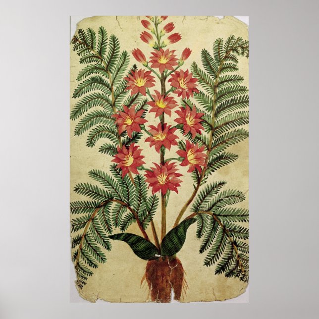 Póster Fern com flores vermelhas e amarelas (Frente)