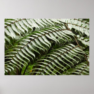 Póster Fern Fronds II Dark Green Nature