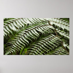 Póster Fern Fronds II Dark Green Nature