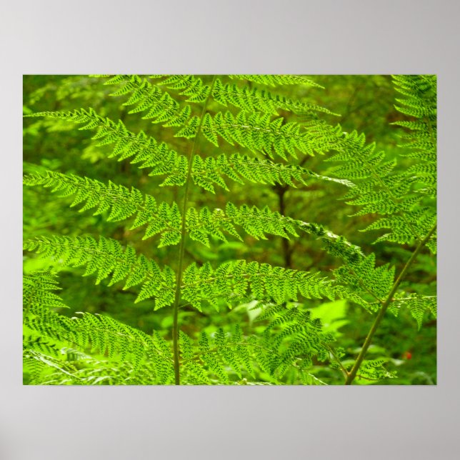 Poster Fern Fronds III Natureza Verde Botânica (Frente)