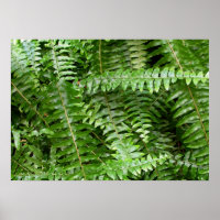 Fern Frontes I Green Nature