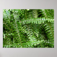 Fern Frontes I Green Nature