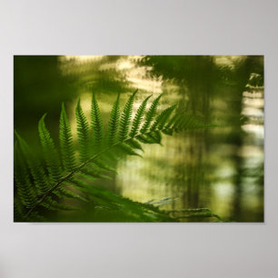 Poster Fern Nature Photo
