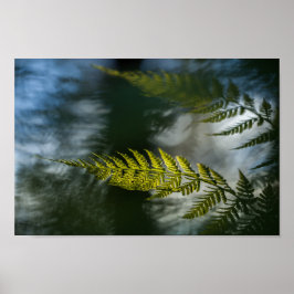 Poster Fern Nature Photo