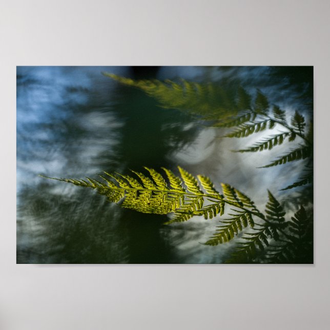 Poster Fern Nature Photo (Frente)